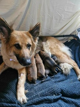 German shephard with litter