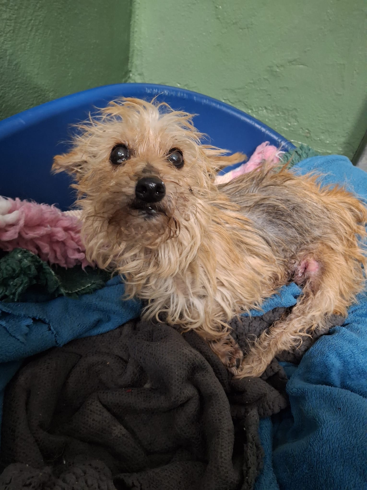 Picture of blonde or tan coloured Yorkshire Terrier cross in a dog basket 