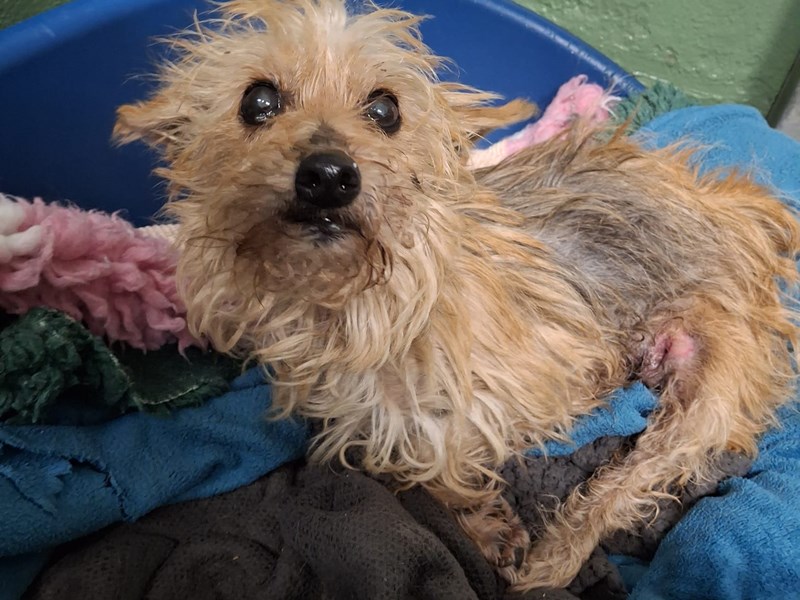 Blonde, dishevelled dog laying in a dog basket