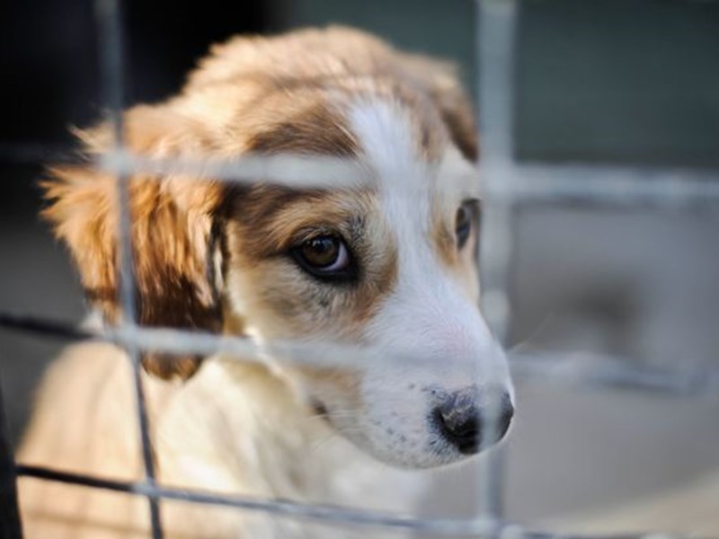 Efforts are being made to better regulate the dog breeding industry (Image: Ben Birchall/PA Wire)
