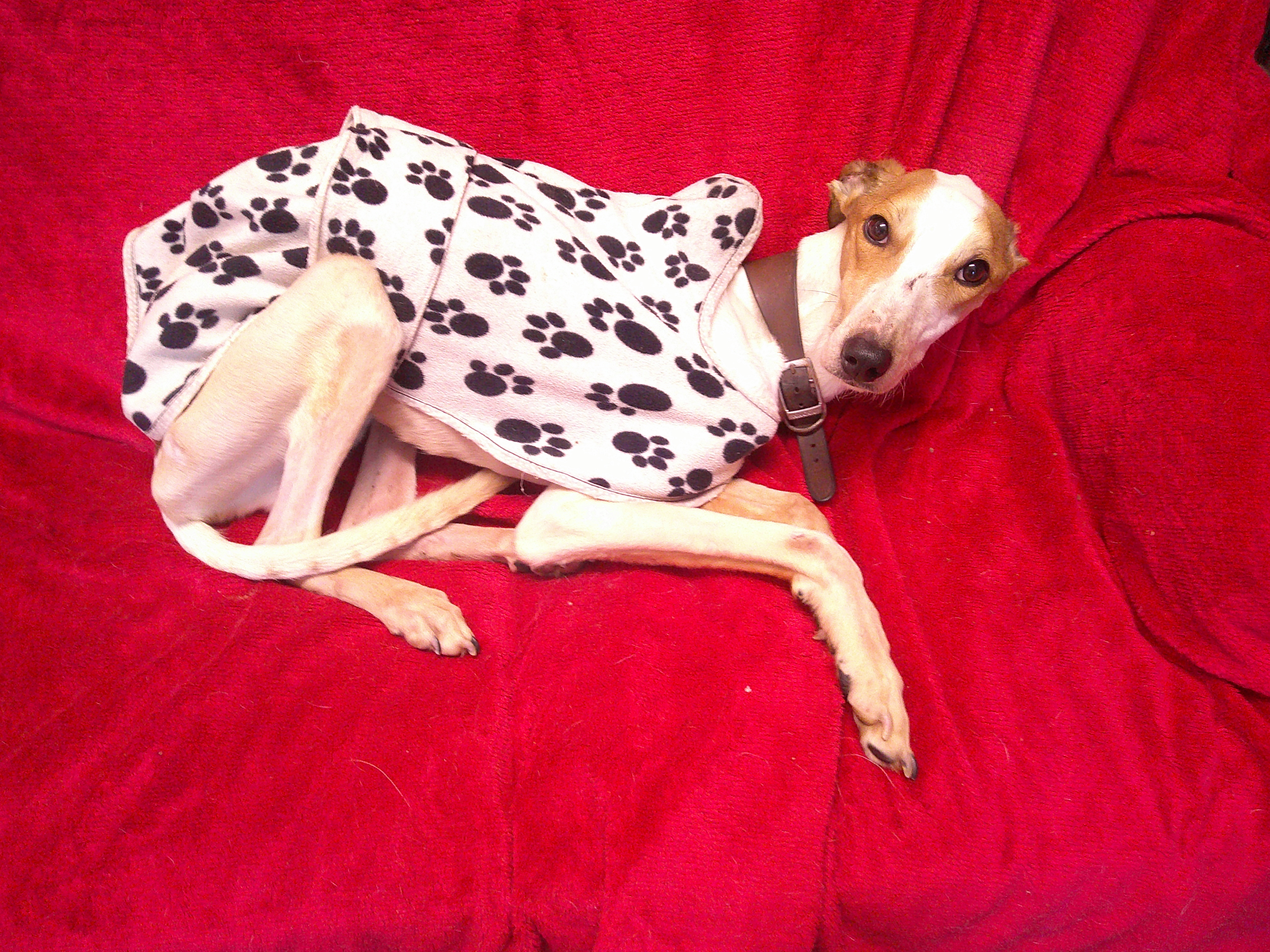 A skinny white and brown Lurcher is lying on a sofa that is covered by a red fleece blanket, the dog is wearing a white jacket with black paw prints on it