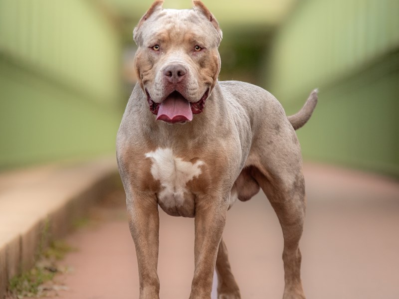 Picture of XL Bully