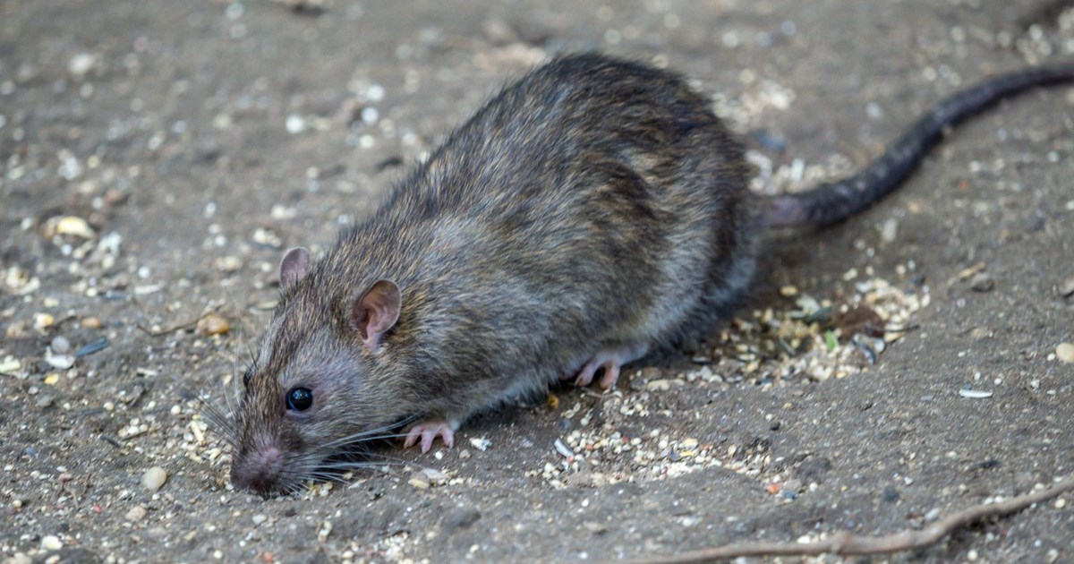 Rodents were discovered, dead and alive, at the store.