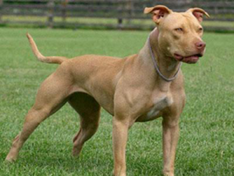 Picture of Pitbull Terrier