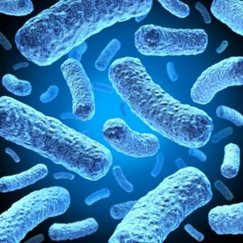 Picture of blue bacteria magnified
