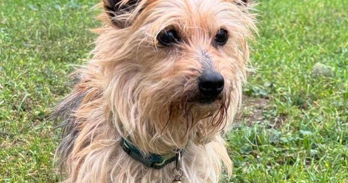 Brown and tan small dog stood in garden