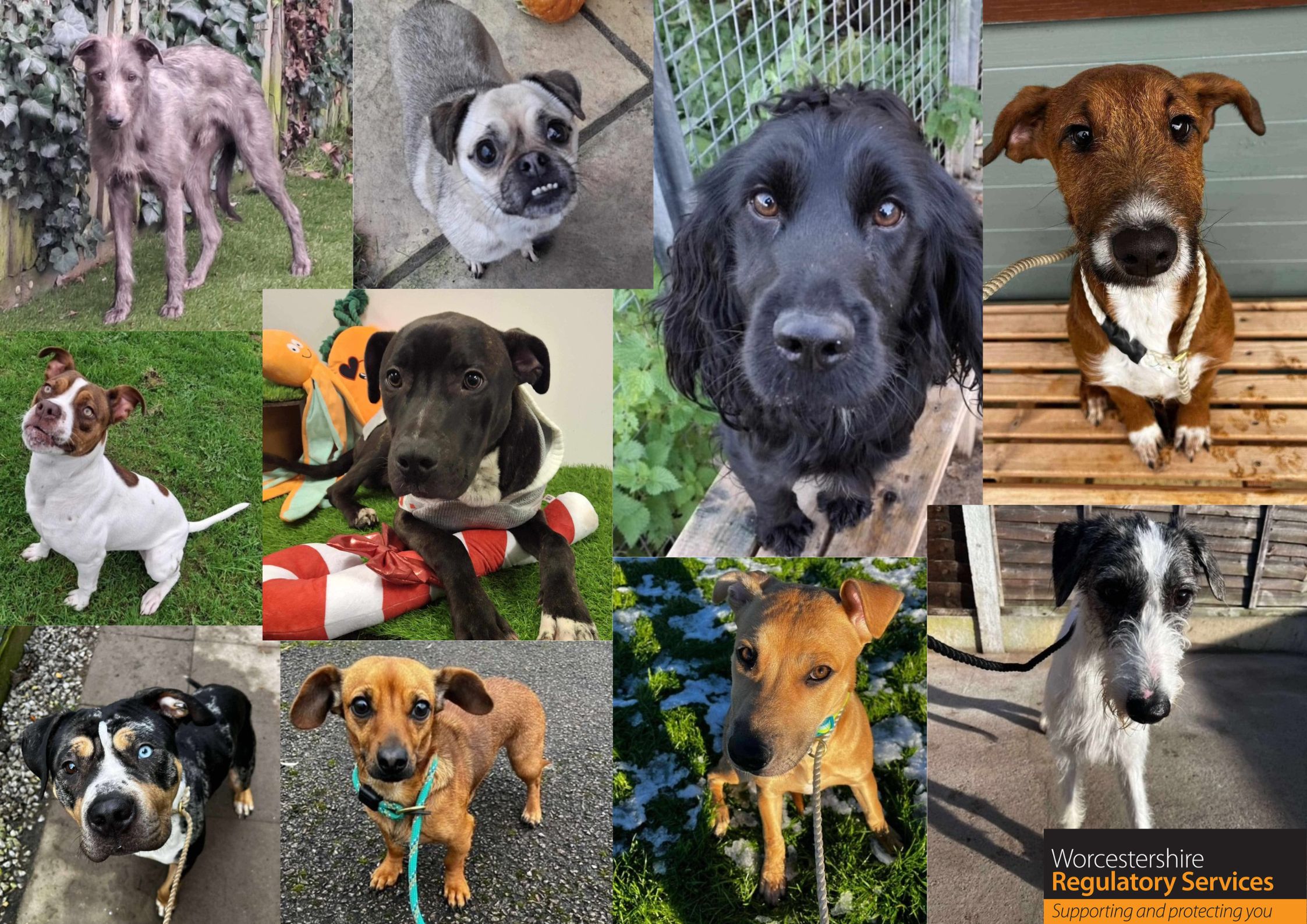 Collage image of dogs seized by Dog Warden team